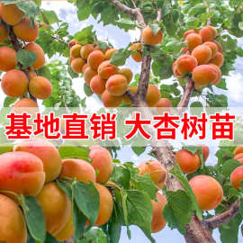 当年结果杏树树苗特大嫁接早熟甜杏子盆栽地栽庭院南方北方种植苗