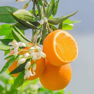 ���ڽ�߅��������Ě��3/5/9���b���rˮ�����wĚ�Ȯa��ֱ�N���]