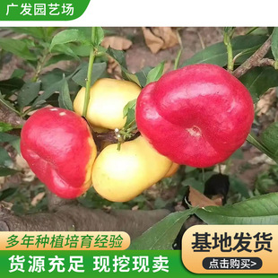 ����ֱ�l����Ҙ��� �ϱ����Nֲ��������Ҙ���