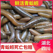 �r��������S�X������ش�����������w���Ұ���~�~�D���s