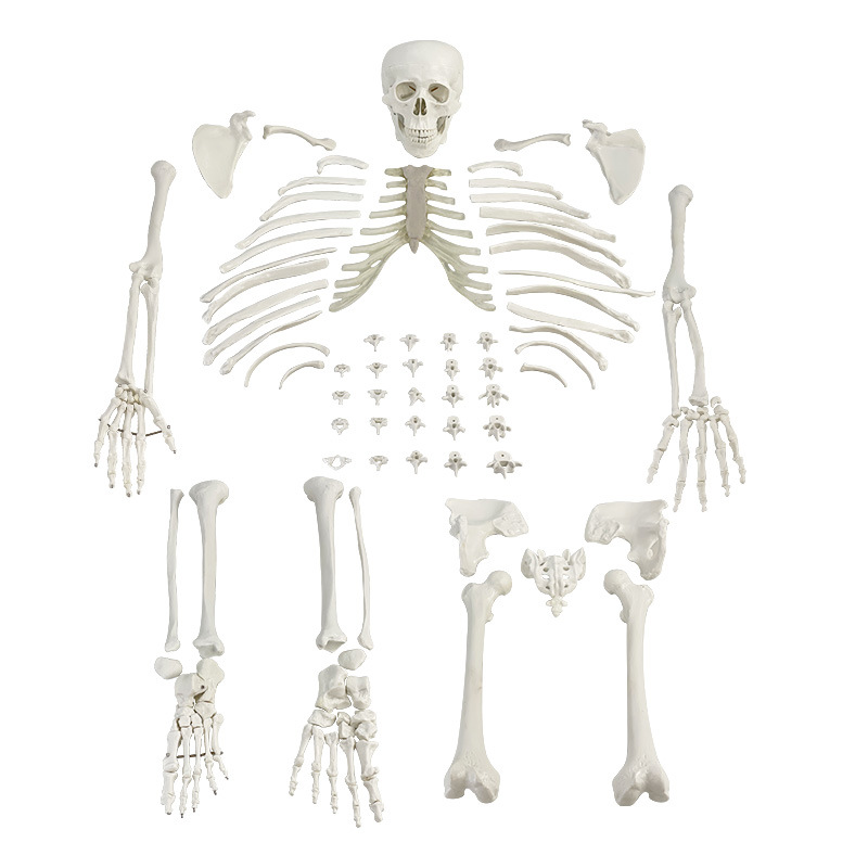 �������ģ��ɢ��170cm ����ɢ��ҽѧ�Ǽ� ��ѧ�˹������������