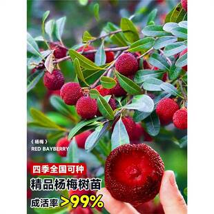 ��÷�����|���޽ӹ�������̿��÷�玧���Ϸ��Nֲ���Ԯ���Y��