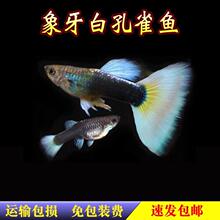 ��ȸ�~�Pβ�~�������S�Y���Ꭷ�~�^�p�~���w�~�����~��ֱ�N