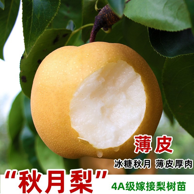 嫁接梨树果树苗活苗特大早酥红梨黄金梨南方北方种植地栽当年结果