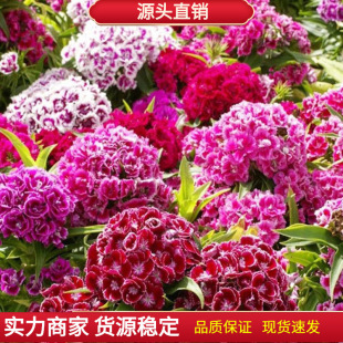 ���ʯ�񻨷N�њWʯ����ǻ��N�ļ��ͺ����Բ�ƺ��������ʯ��N��