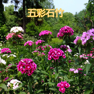 ���羳��؛�����ʯ��N�ӳ���ʯ���̨ͥԺ���^�G������ʯ���ͺ�