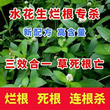 水花生专用除草剂杂草专杀空心莲子除草根腐克星根连根农药正品
