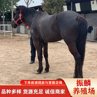 ��ͯ�T���R�����Rƥ�r�񾰅^�Ü�Ѫ�R ��Ѫ�R�B�R��