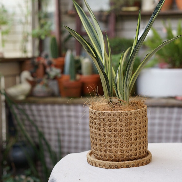Mediterranean-Style Imitation Woven Flower Pot, Rustic Pottery, Vintage Rattan, Ceramic Orchid Pot, Straw-Woven Monstera Planter, Orchid Set D& Mediterranean-Style Imitation Woven Flower Pot, Rustic Pottery, Vintage Rattan, Ceramic Orchid Pot, Straw-Woven Monstera Planter, Orchid Set D&