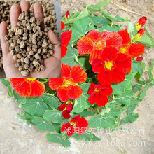 ܷNӹ˾ϵlɏNӽɏɻԴͥԺ^p