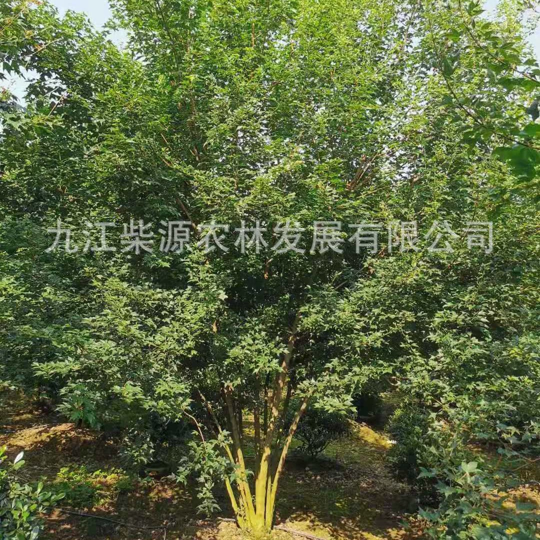 Пересаженные саженцы: Кластерный треугольный клен 5 стеблей 68cm 120cm Кластерный треугольный клен 3 стебля 40cm