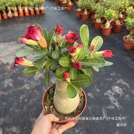 重瓣沙漠玫瑰盆栽老桩花卉盆栽室内好养桌面阳台四季开多肉绿意赛