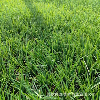 批发优质宿根花草紫露草杯苗 花海绿化紫露草苗 庭院阳台景观花草