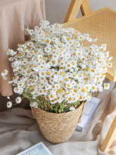 鲁丹鸟小雏菊干花花束洋甘菊小清新客厅装饰拍摄道具天然风干真花