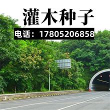 ��ľ�N�����뻱�̻��iʺ���໨ľ�m�y�Ϛg��·�G���o�¹����ݷN��