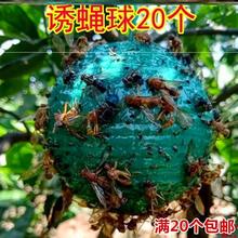 捕蠅器昆蟲大實蠅誘蠅球誘蟲劑誘蟲器果園捕蟲球誘蟲球球型飛蟲粘