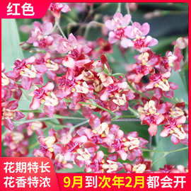 兰花苗 梦香 迷你文心兰跳舞香水兰粉色浓香好养花卉 冬季带花苞