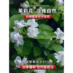 Purple Jasmine Seeds, Night Primrose Potted Landmine Flower Gardening Aromatic Flower Seeds, Spring Sowing Flower Seeds, Yellow and White