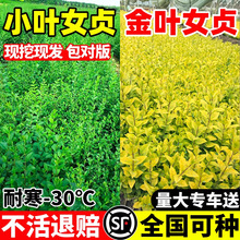 小叶女贞苗 金叶女贞苗球半常绿灌木黄叶绿化灌丛绿篱观赏花卉