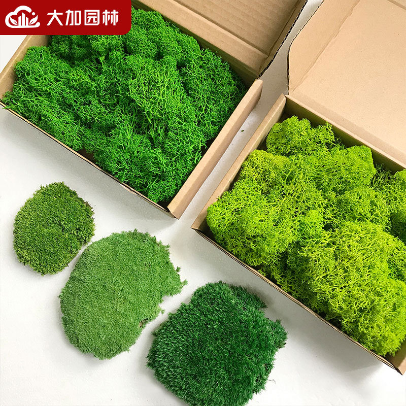 Eternal Moss Wall Deer Rui Moss Simulation Moss Plant Green Plant Wall Decoration Background Wall Landscape Flower Wholesale