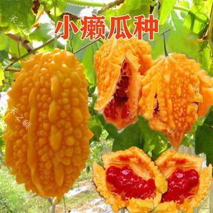 ˮ��С�]�ϷN�� �S��� �����ه���� Сه�ϷN���ļ����߲˷N��