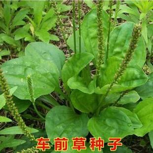 ���l܇ǰ�ݷN��ʳ��Ұ�˷N����ș��܇݆����Ұ��܇ǰ���ļ��߲˷N