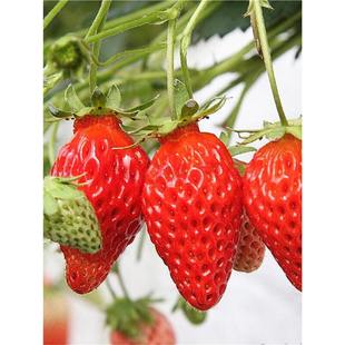 Four-Season Strawberry Seedlings Potted with Soil, Cream Strawberry Seedlings Edible for Balcony and Courtyard Planting in the South and North, Bearing Fruit in the Same Year