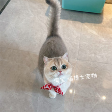 猫猫项圈敲好看 和风兔耳朵猫咪领结可爱小猫围脖宠物布偶饰品