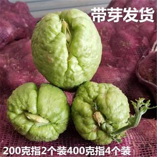 ���ֹϷN��ώ�ѿ�S�չ���z�ϸ��۹��ϹϷN��횲��r���ԷNֲ