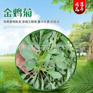 金鸡菊苗木 绿化苗木金鸡菊 青州基地批发花卉苗木金鸡菊