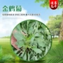 青州绿化基地花卉金鸡菊