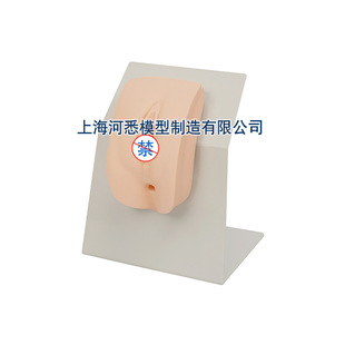 Advanced dressing female urinary model