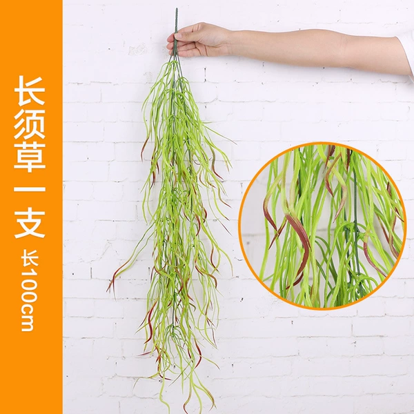Chocolate long beard grass