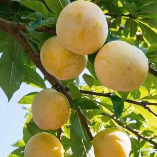 Hunan Fruit Seedling Base Plum Sapling Wholesale Sweet and Early Mature New Variety Golden Nai Plum