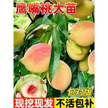 ҘӘ޽ӴشFڬFlϱͥԺNֲ