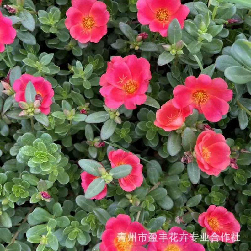 Полустебельная петуния с рассадой в горшках с почвой, рассада декоративных цветов, почвопокровные растения, разноцветные четырехсезонные подсолнечники в горшках, двуцветная портулак.