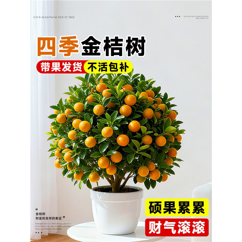 Edible Potted Kumquat with Crispy Fruit, Four-Season Orange, Indoor and Outdoor Living Room Flowers, Green Plants, Kumquat Tree Saplings Edible Potted Kumquat with Crispy Fruit, Four-Season Orange, Indoor and Outdoor Living Room Flowers, Green Plants, Kumquat Tree Saplings