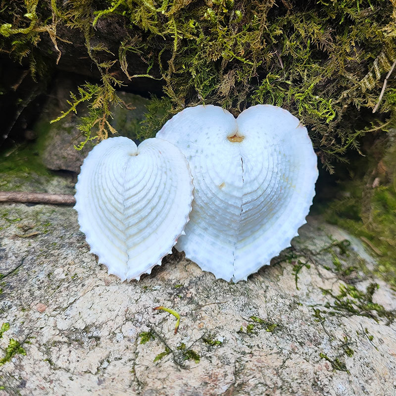 Heart-shaped seashell, natural conch, wedding platform decoration, Valentine's Day gift, creative present for your lover or girlfriend.