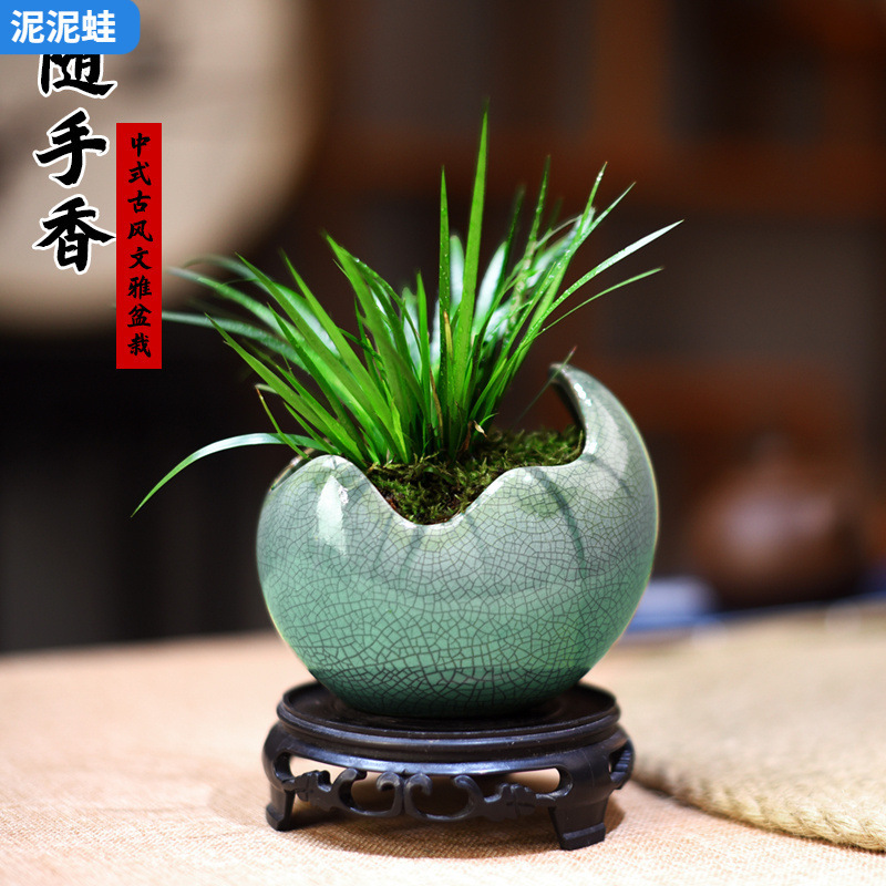 Money Calamus Bonsai Desktop Coffee Table Ornamental Small Green Plant Potted Interior Decoration Ornaments Zen Chinese Style Plants