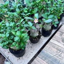 沙漠玫瑰花苗绿植盆栽带花苞多肉植物老桩室内外绿植盆景沙漠玫瑰