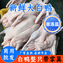 广东新鲜白条鸭老麻鸭番鸭烧鸭烤鸭专用土鸭全鸭整箱冷冻商用批发