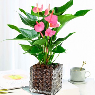 ��Ʒ�Gֲ �����玧�� �҃�����ֲ�� ˮ��t�ƾG�} ����lؔ��