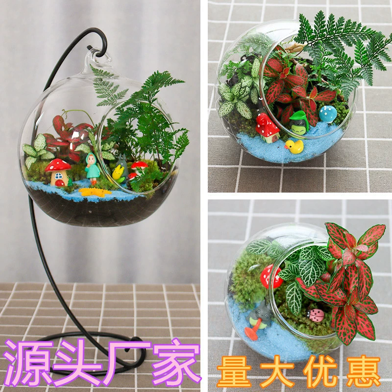 Набор для подарка на мероприятие: экологическая стеклянная бутылка с микроландшафтом из суккулентного мха, креативный зеленый растительный материал