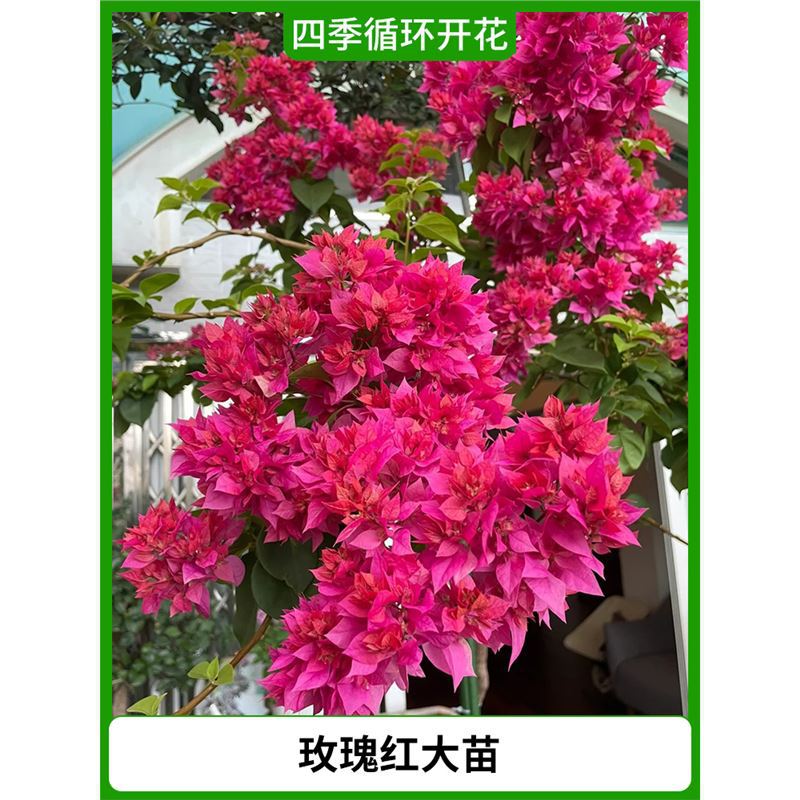 [점주 추천] 장미 붉은 모종 [사계절 꽃이 핀다] (꽃이 핀 원래 화분)