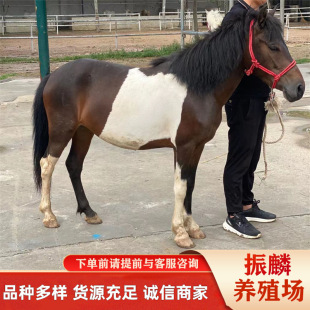 �����R���_�Rƥ �����е��B�R�� �BֳһƥС���Rһ�^��B�ɱ�����