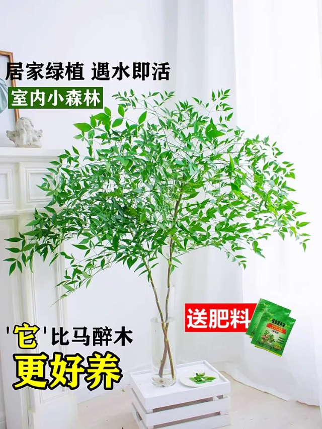 详情图