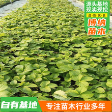 新手易种当即鲜苗草莓苗 现挖先发存活率高当年结果草莓苗