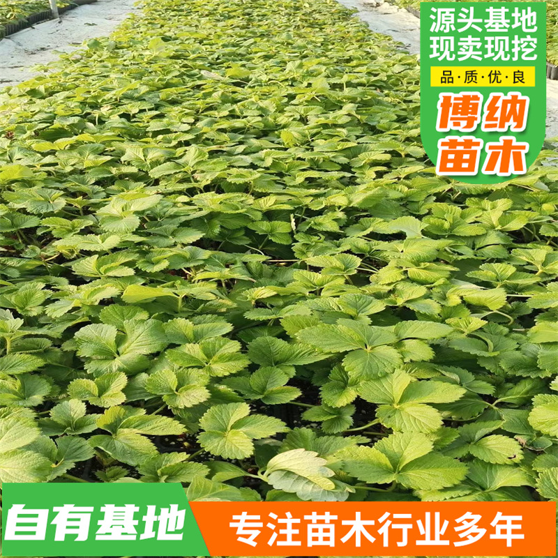 新手易种当即鲜苗草莓苗 现挖先发存活率高当年结果草莓苗