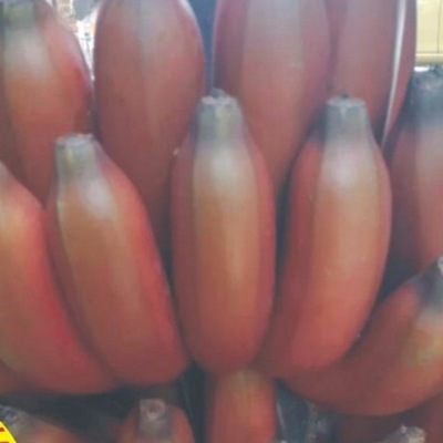香蕉新鲜红蕉红皮红美人新鲜孕妇新鲜水果鲜蕉发货厂家批发速卖通