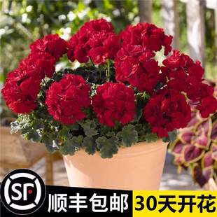 �ذ����ÿ����Ի���󻨺��B�Ļ��ܾGֲ�ļ������������҃��̨